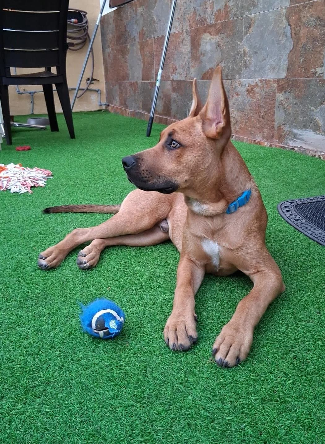 Coco, male Mixed Breed for adoption at Refugio Acción del Sol Tenerife