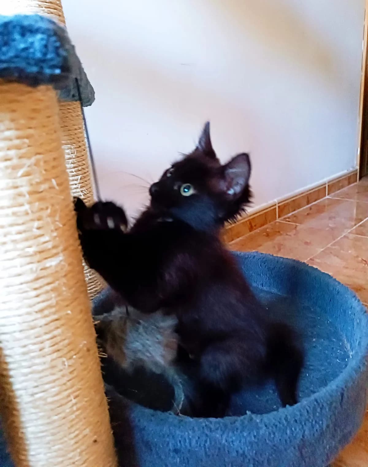 Niño y Nero, male Mixed Breed for adoption at Refugio Acción del Sol Tenerife
