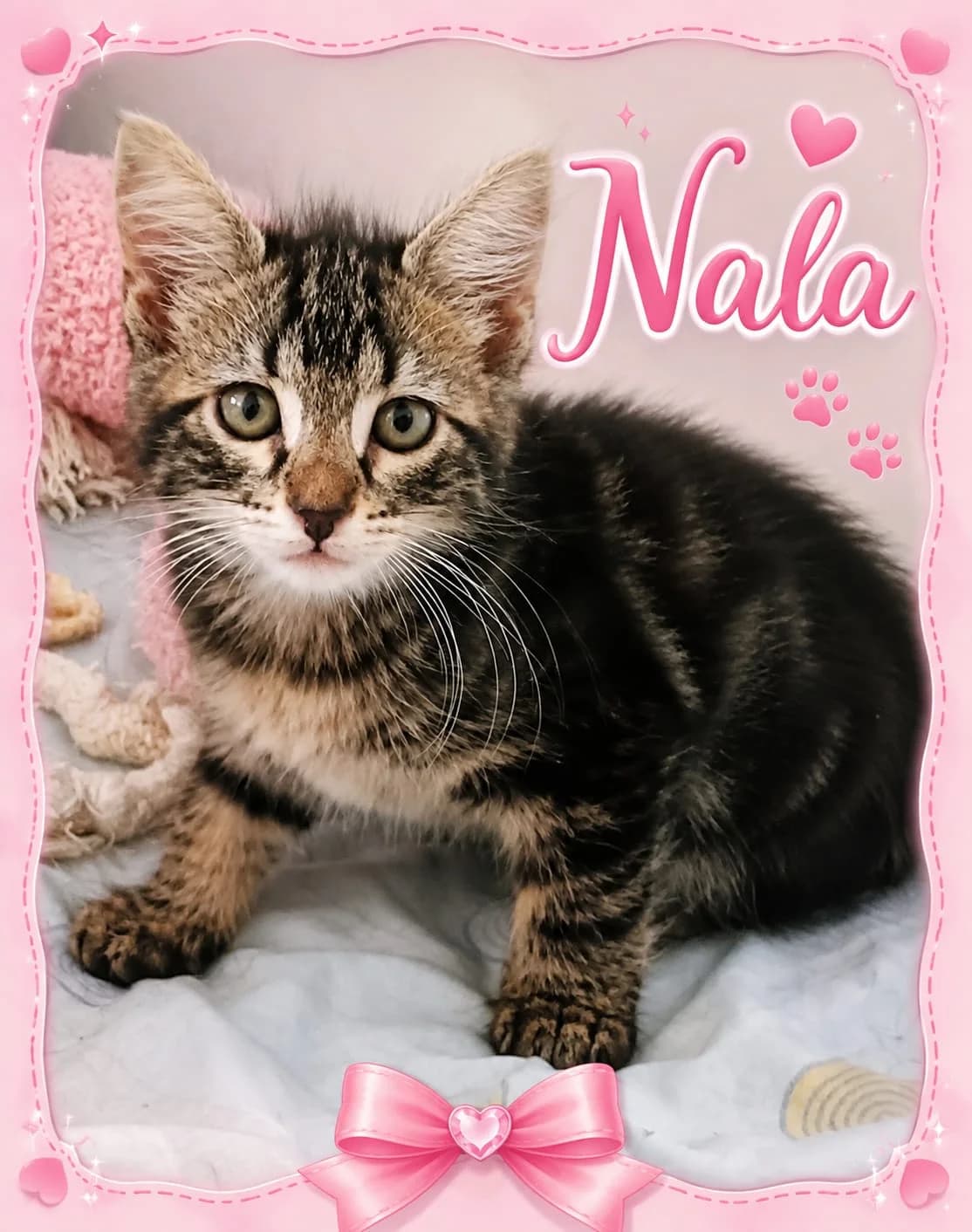 Nala, female Mixed Breed for adoption at Refugio Acción del Sol Tenerife