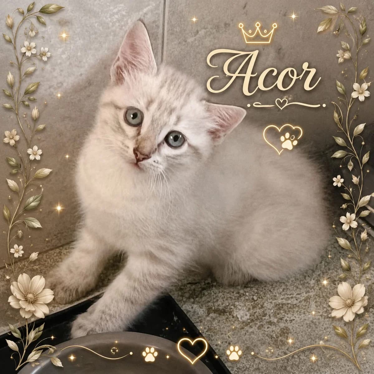 Acor, male Mixed Breed for adoption at Refugio Acción del Sol Tenerife