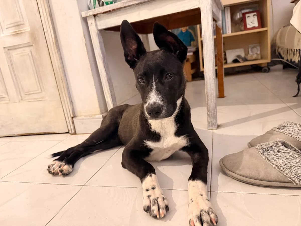 Linda, female Mixed Breed for adoption at Refugio Acción del Sol Tenerife