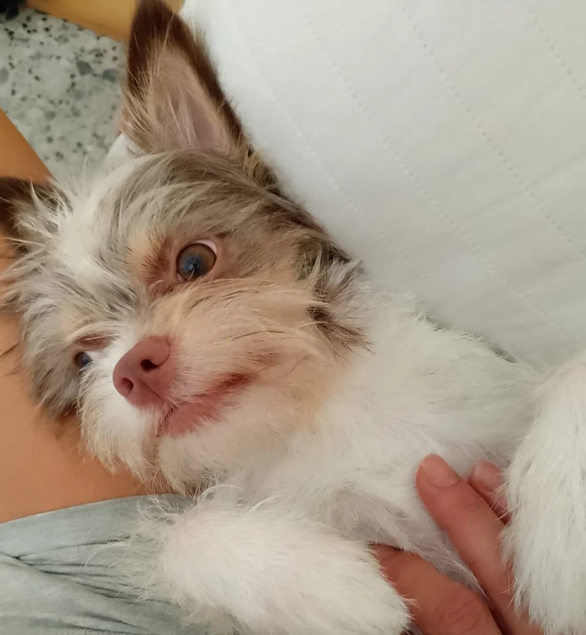 Pipo, male Mixed Breed for adoption at Refugio Acción del Sol Tenerife