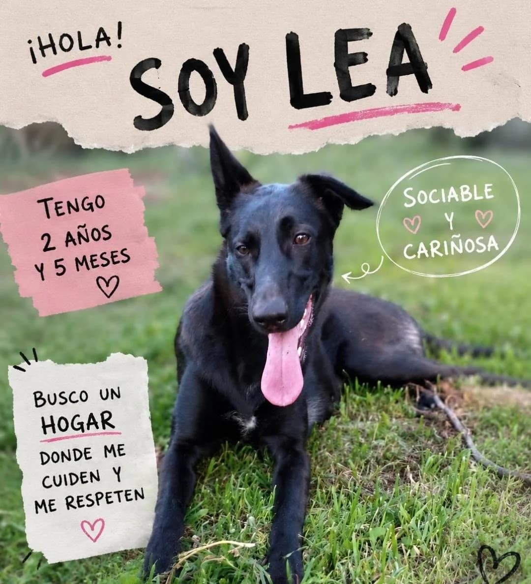 Lea, female Mixed Breed for adoption at Refugio Acción del Sol Tenerife
