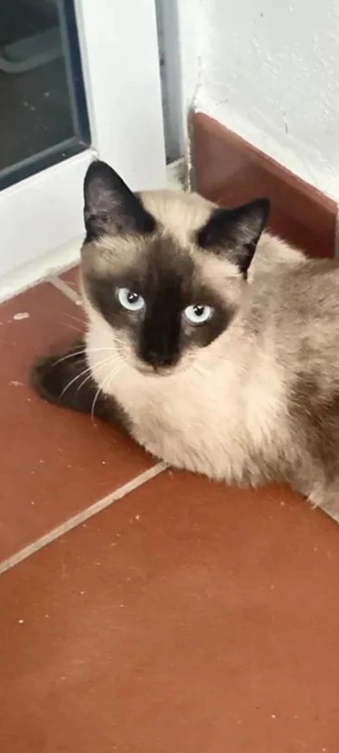 Perlita, female Mixed Breed for adoption at Refugio Acción del Sol Tenerife