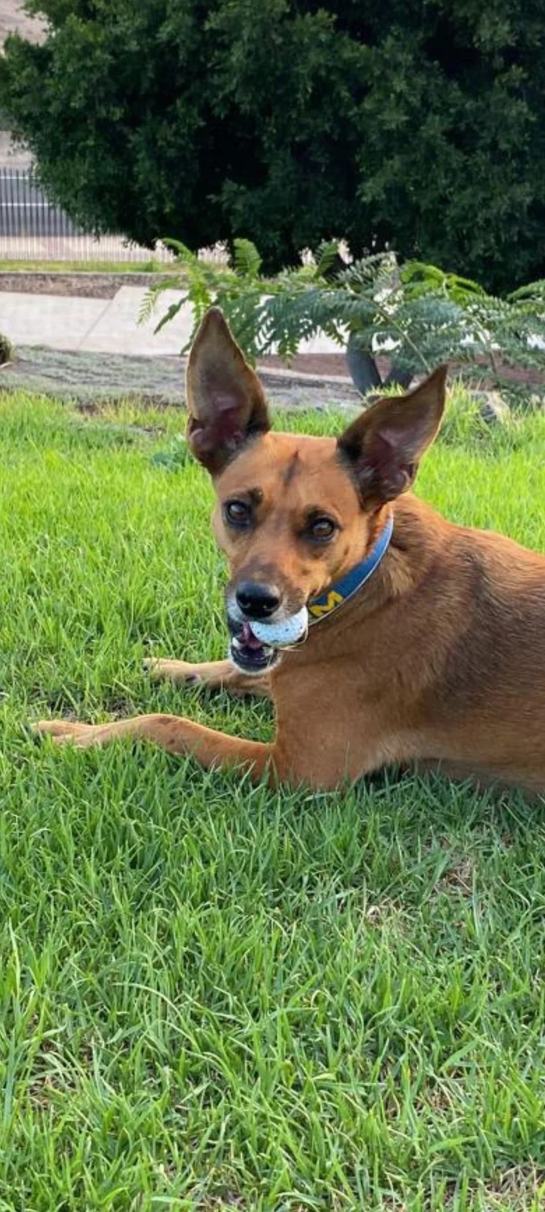 Anita, female Mixed Breed for adoption at Refugio Acción del Sol Tenerife