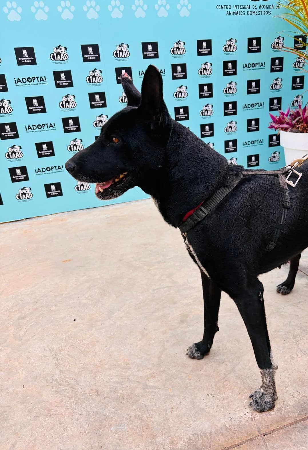 Kalima, female Mixed Breed for adoption at Refugio Acción del Sol Tenerife