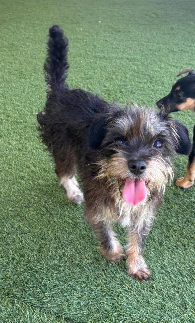 Terry, female Mixed Breed for adoption at Refugio Acción del Sol Tenerife