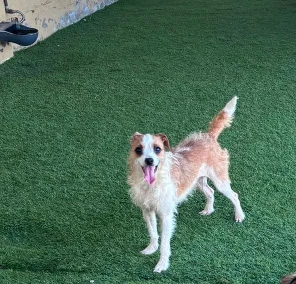 Asha, female Mixed Breed for adoption at Refugio Acción del Sol Tenerife