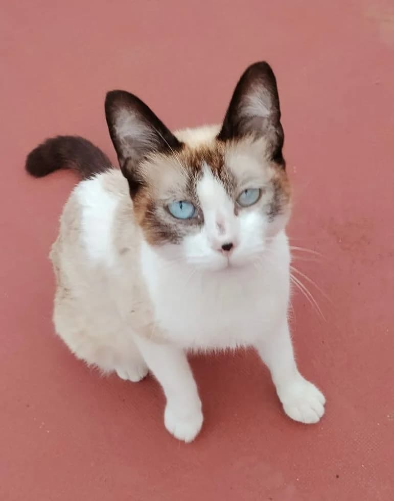 Lula, female Mixed Breed for adoption at Refugio Acción del Sol Tenerife