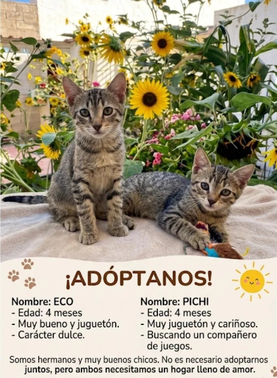 Eco y Pichi, 4 meses, male Mixed Breed for adoption at Refugio Acción del Sol Tenerife