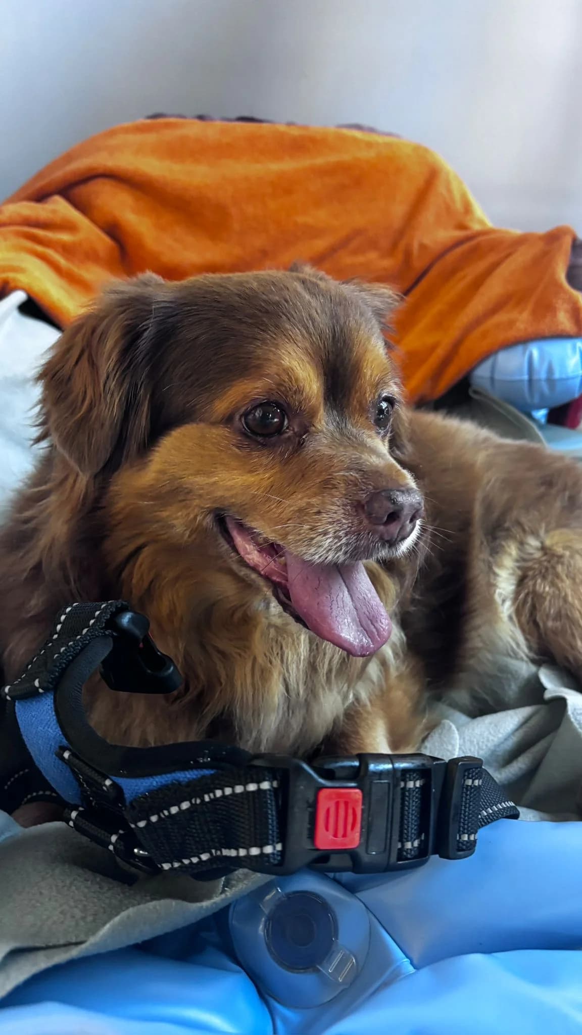 Blue, male Mixed Breed for adoption at Refugio Acción del Sol Tenerife