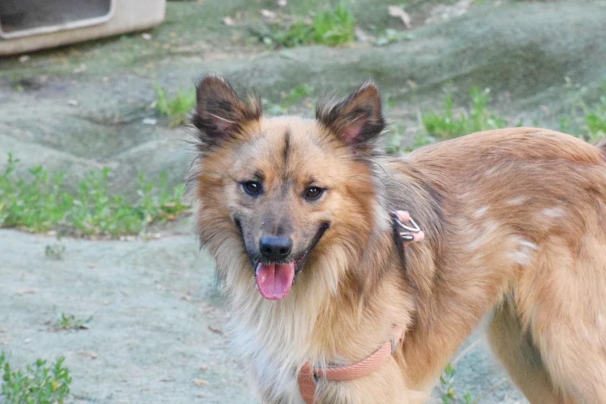 BALTO (En Proceso de Adopción), male Mixed Breed for adoption at Adopta en los Abedules