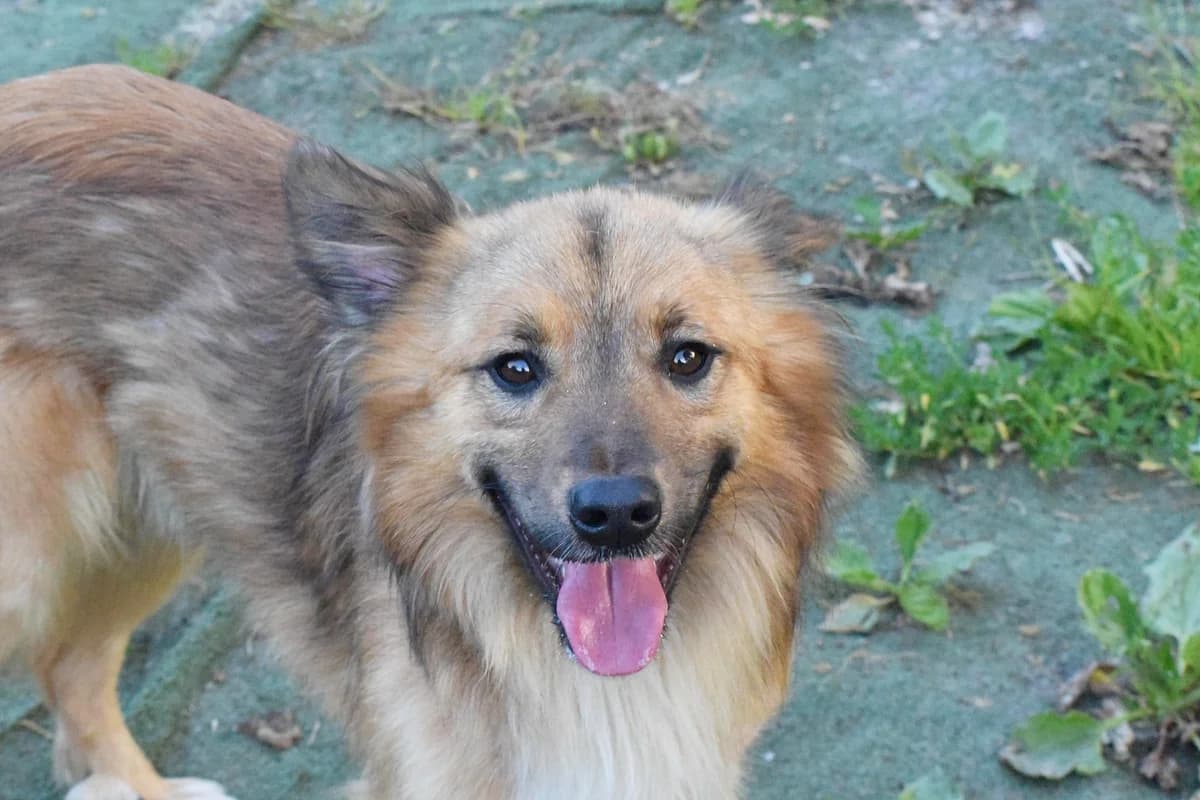 BALTO (En Proceso de Adopción),  Mixed Breed for adoption at Adopta en Los Abedules