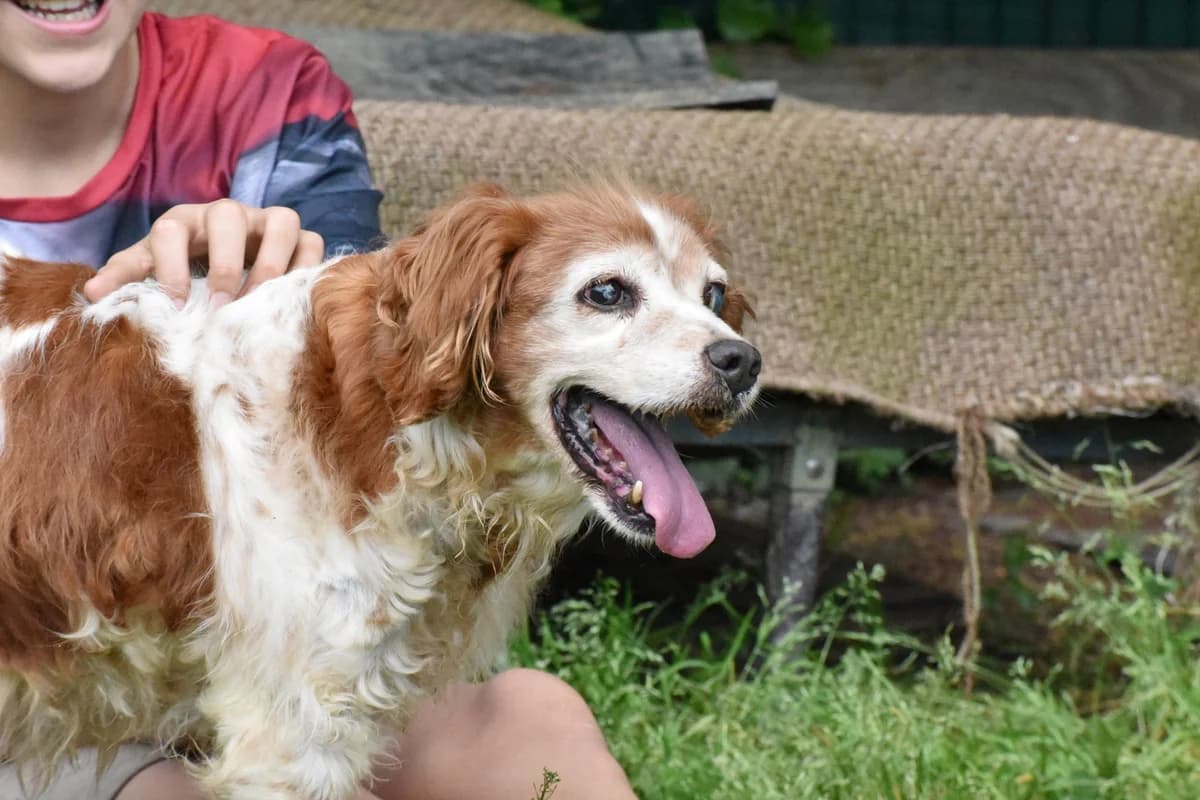 NUCA, male Mixed Breed for adoption at Adopta en los Abedules