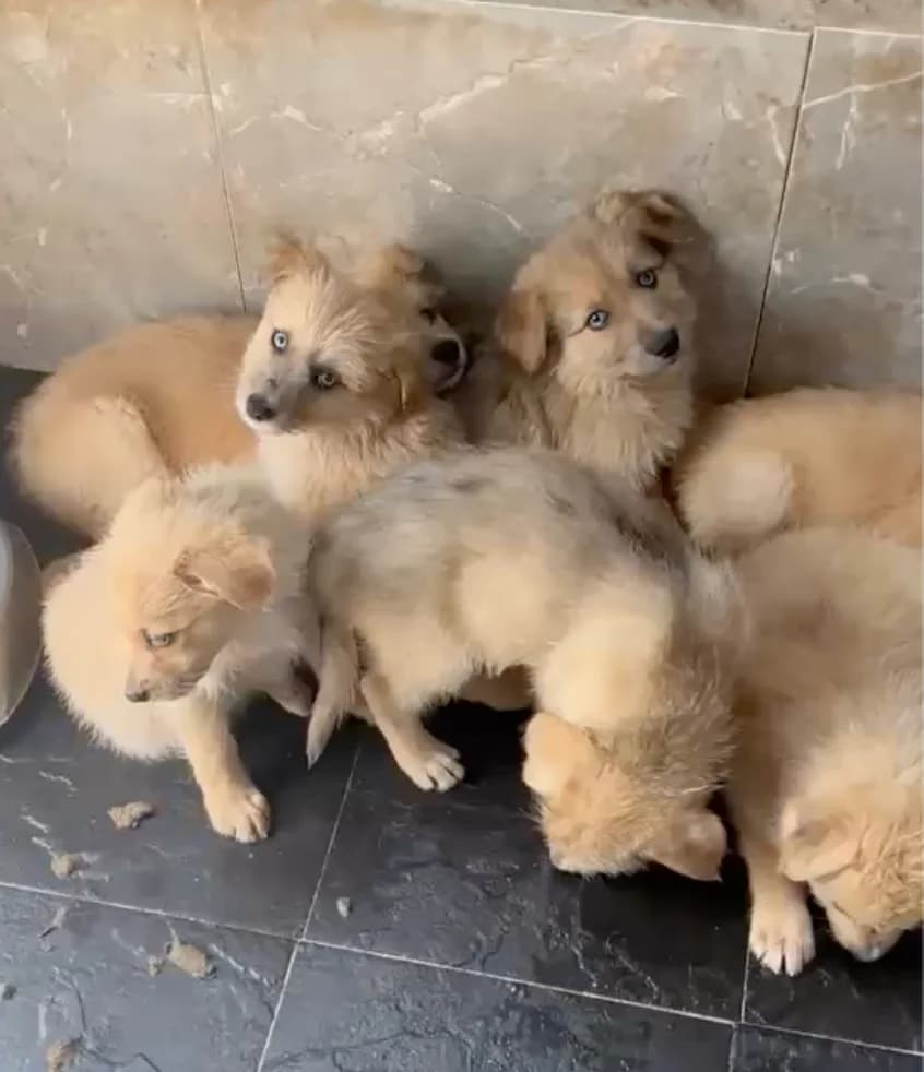 CAMADA CACHORROS (no se aceptan más solicitudes), male Mixed Breed for adoption at Adopta en los Abedules