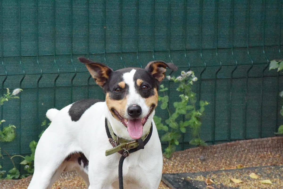 CHIQUI, male mixed breed for adoption at Adopta en los Abedules