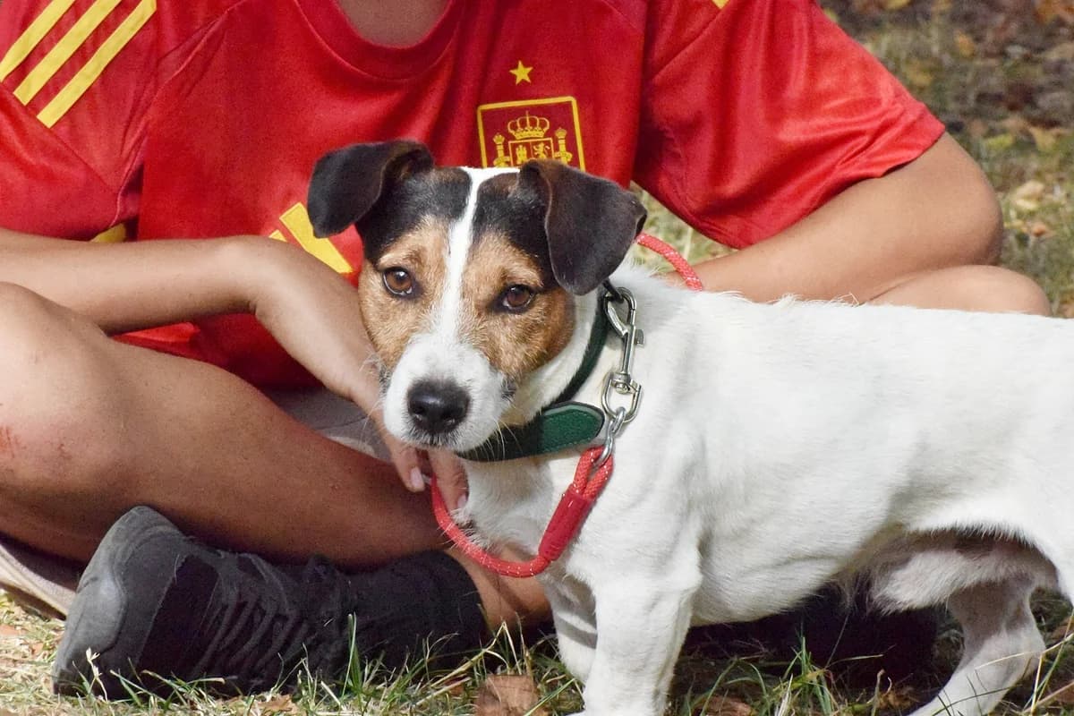 TURCO, female Mixed Breed for adoption at Adopta en los Abedules