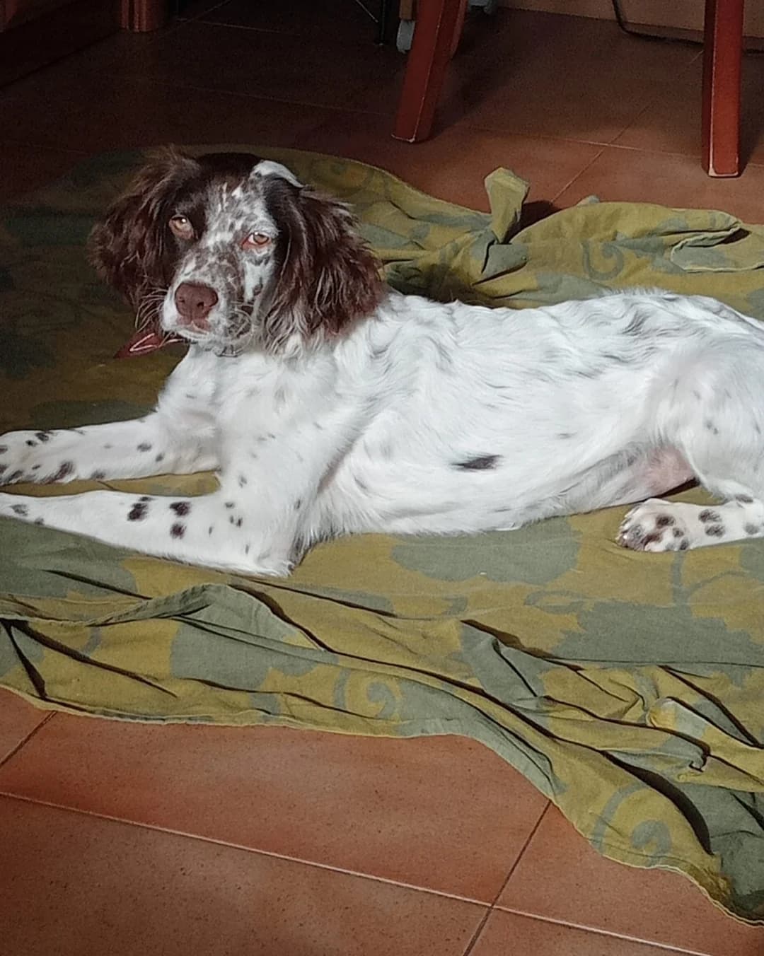 JARA, female Mixed Breed for adoption at Adopta en los Abedules
