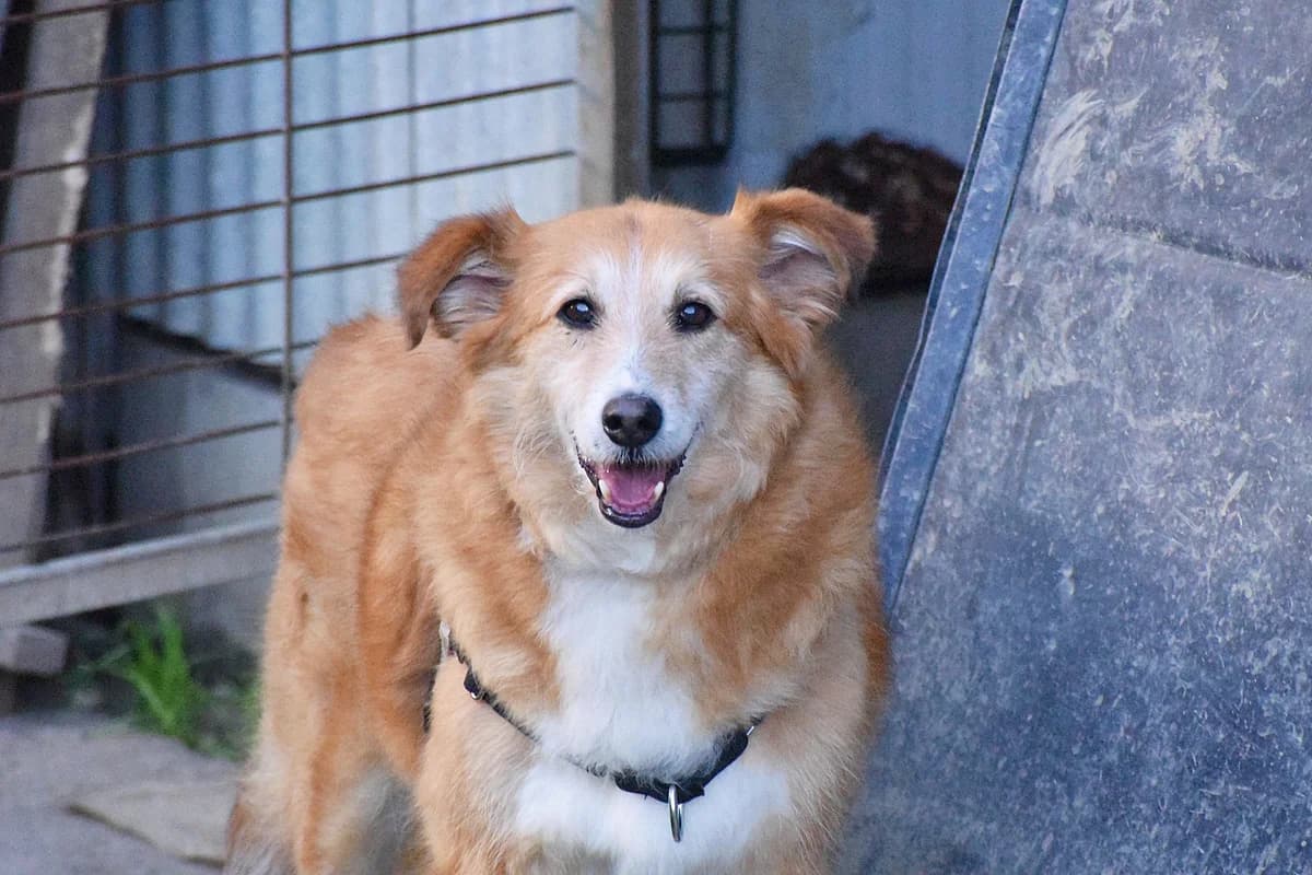 NOVAK, Mixed Breed (Adopta en Los Abedules)