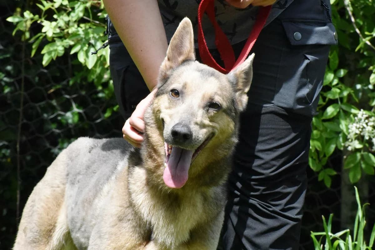 BIMBA, female Husky for adoption at Adopta en los Abedules