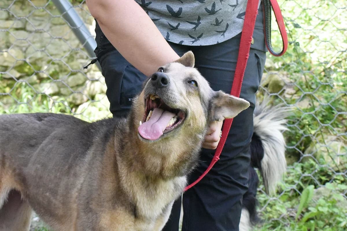 BIMBA, female Husky for adoption at Adopta en Los Abedules