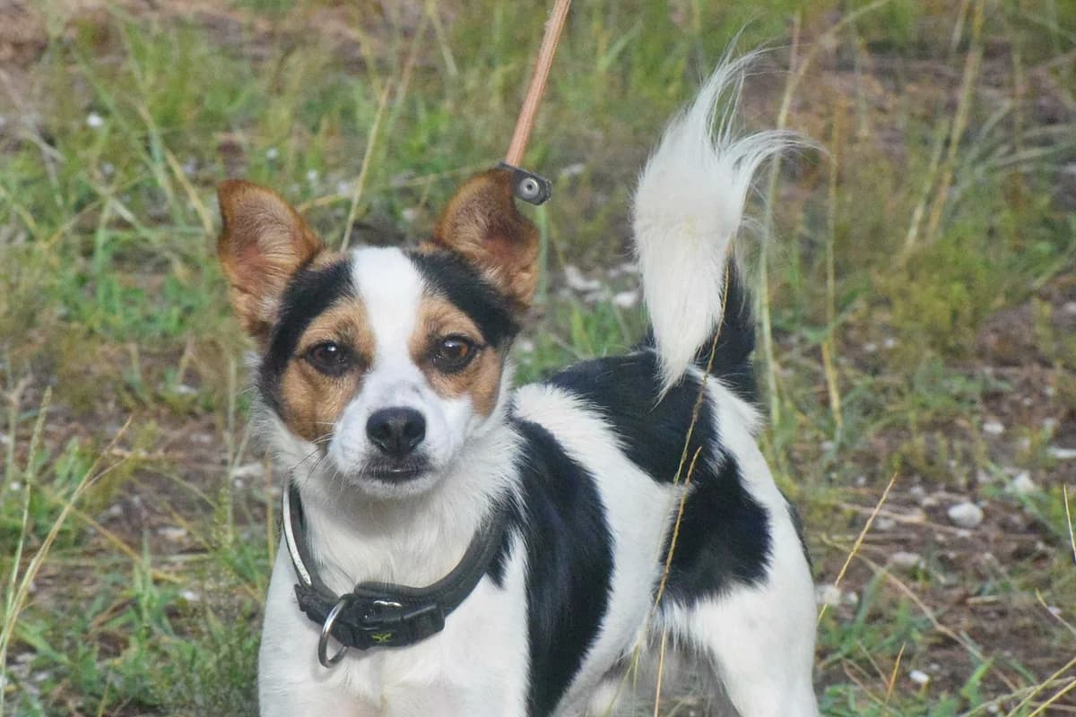 RASTI, Mixed Breed (Adopta en los Abedules)