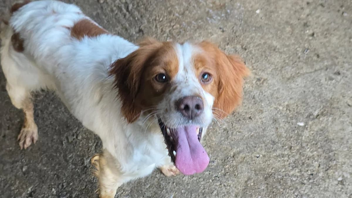 XARA, Mixed Breed (Adopta en Los Abedules)