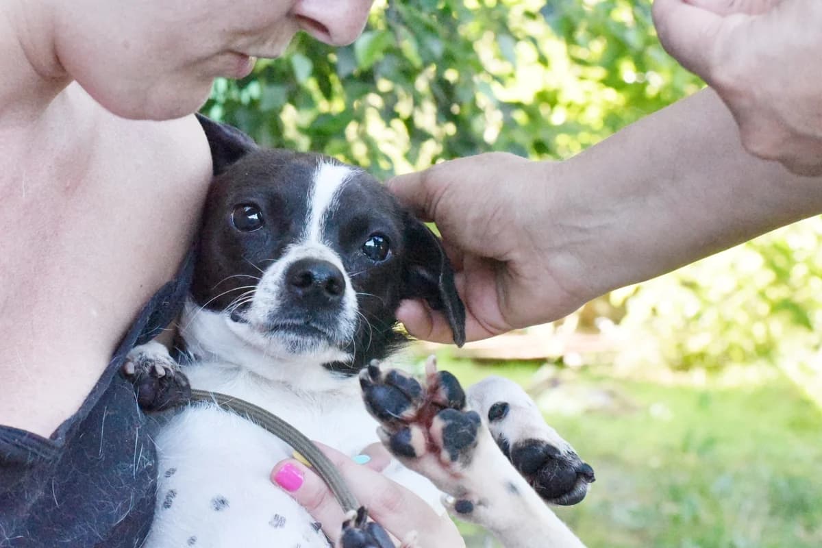 MAYA (cachorro), Mixed Breed (Adopta en Los Abedules)