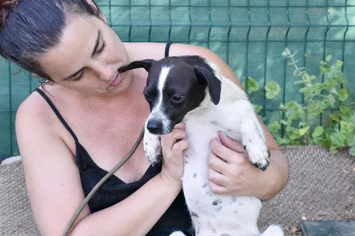 MAYA (cachorro),  Mixed Breed for adoption at Adopta en Los Abedules