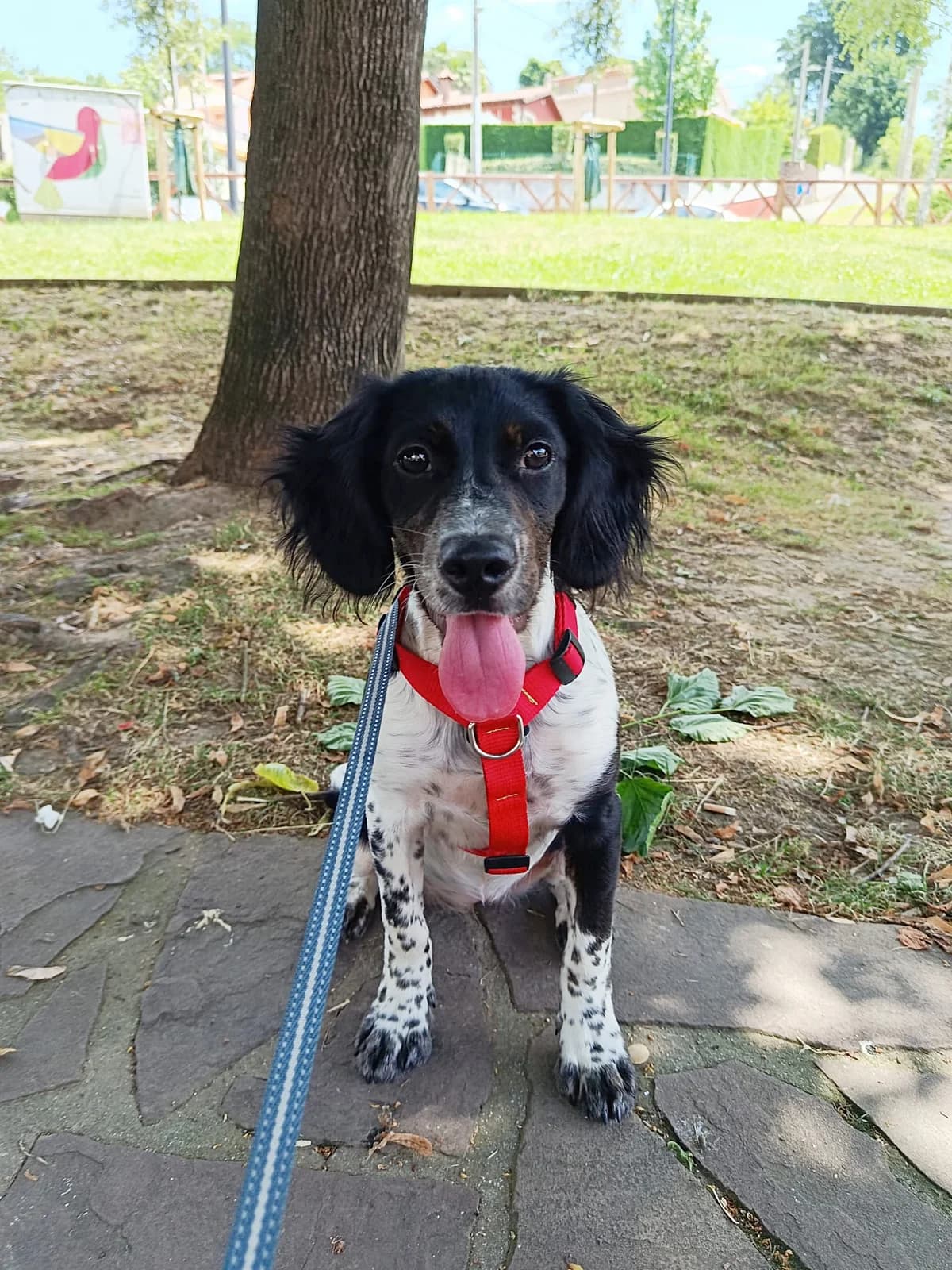 DANA (En Proceso de Adopción),  Mixed Breed for adoption at Adopta en Los Abedules