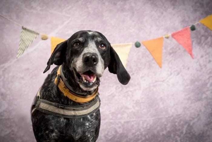 Ben, male senior Mixed Breed for adoption at Adoptamics