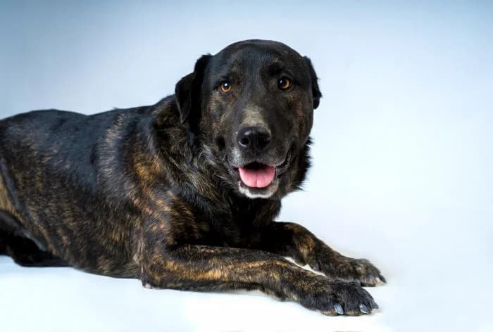 Cheis, male 7yo Mixed Breed for adoption at Adoptamics
