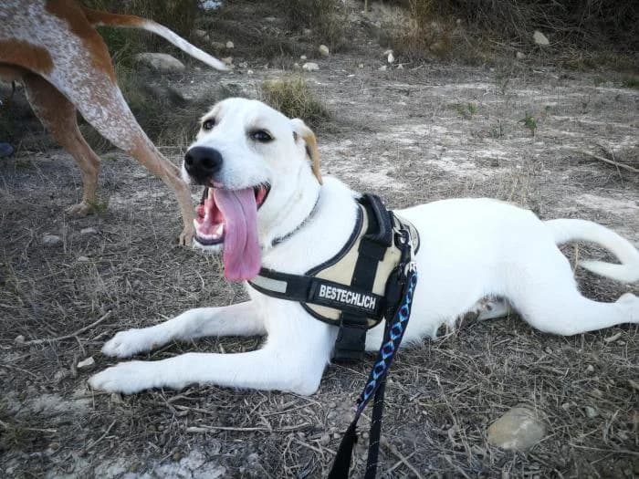 Rocco, male 6yo Mixed Breed for adoption at Adoptamics
