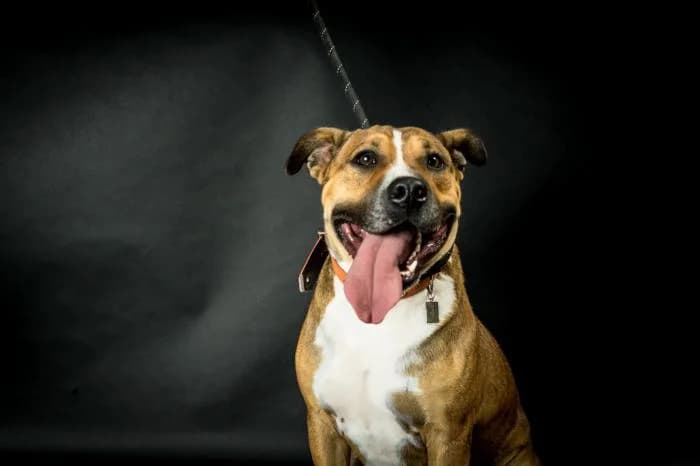 Keos, male 6yo Greyhound for adoption at Adoptamics