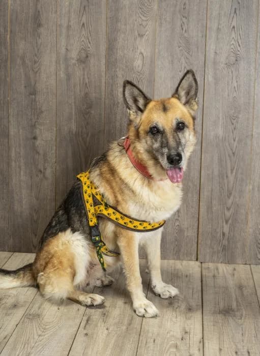 Gila, female senior Mixed Breed for adoption at Adoptamics