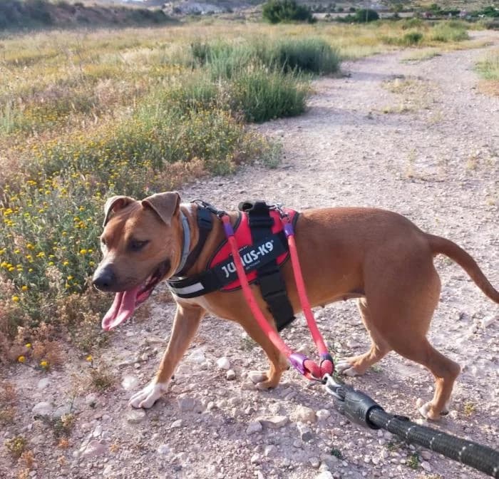 Dama, female 5yo mixed breed for adoption at Adoptamics