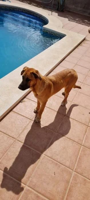 Obélix,  puppy Mixed Breed for adoption at La Patte Normande, Bolleville