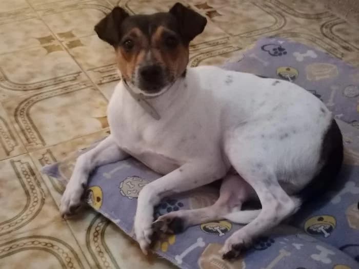 Lin, male 4yo Mixed Breed for adoption at Adoptamics