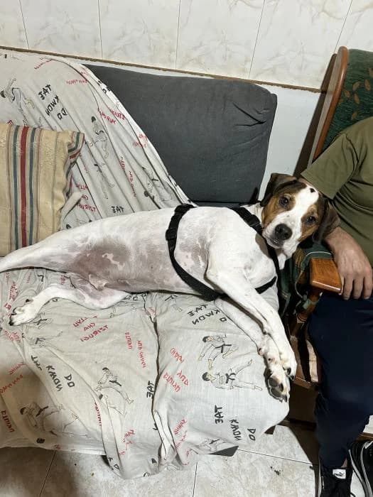 Punty, male 3yo Mixed Breed for adoption at Adoptamics