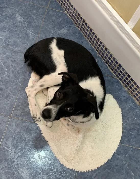 Koby, male 5yo Mixed Breed for adoption at Adoptamics