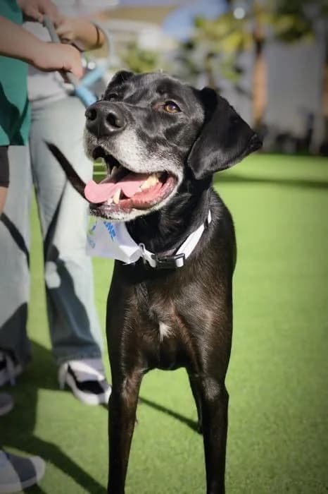 Zeus, male 5yo Dachshund for adoption at Adoptamics