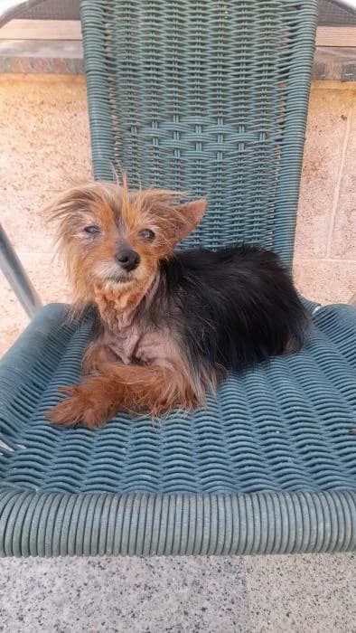 Kira, female senior Mixed Breed for adoption at Adoptamics