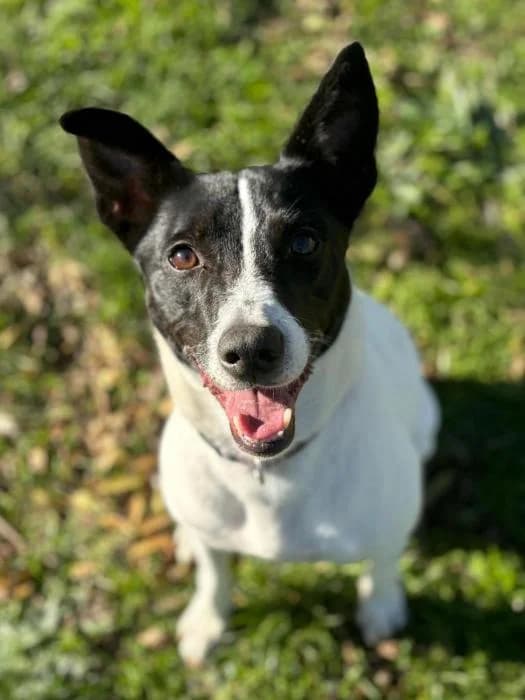 Chloe, female 7yo Mixed Breed for adoption at Adoptamics