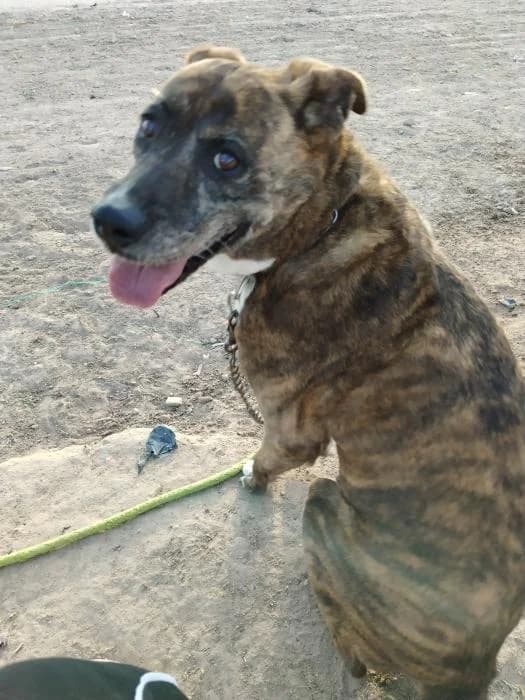Raspa, female senior Mixed Breed for adoption at Adoptamics