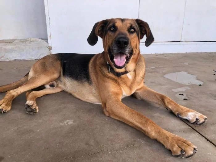 Dom, male senior Mixed Breed for adoption at Adoptamics