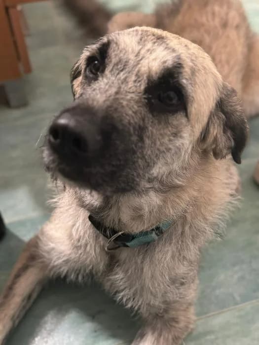 Nala, female 4yo Mixed Breed for adoption at Adoptamics