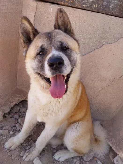 Leika, female 6yo Mixed Breed for adoption at Adoptamics