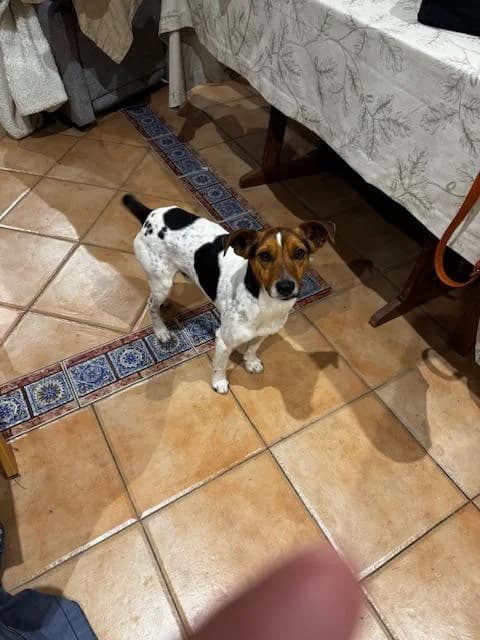 Antoine, male 4yo Mixed Breed for adoption at Brigade Animale Bénévole, brigade animale benevole