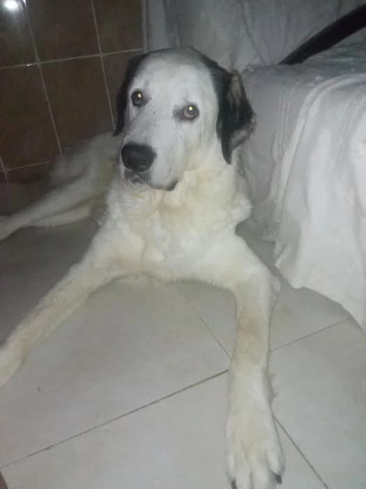 Niebla, female 6yo Mixed Breed for adoption at Adoptamics