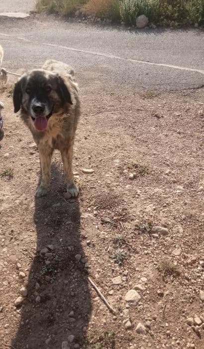 Moro, male Mixed Breed for adoption at Adoptamics